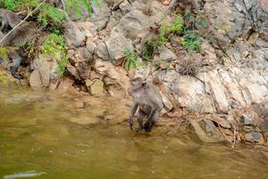 The monkey is walking on the rock at reservior. photo