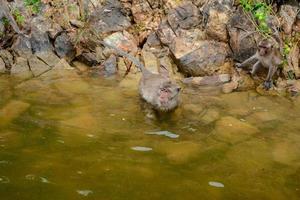 The monkey is walking on the rock at reservior. photo