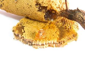 Honeycomb with honey photo