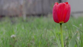 tulipas florescem no jardim. tulipas coloridas brilhantes crescendo no jardim, cabeças se movendo no vento lento. video