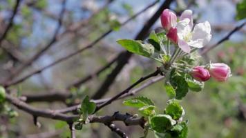 flores cor de rosa de uma macieira florescendo em um close-up de dia ensolarado na natureza ao ar livre. macieira floresce na primavera. foco seletivo. bela plantação de pomar de maçã. video