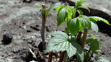 kleine jonge frambozenstruik in de grond. tuinieren concept. frambozenzaailingen planten in het voorjaar. spruit van een bessenstruik bij helder daglicht in het voorjaar. het kweken van frambozen op een fruitboerderij of tuin. video