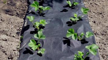 Neat long beds of strawberries covered with black agrofibre. A green strawberry plant in a dark black spunbond hole in the ground. Application of modern technologies for growing strawberries. video