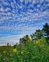 cielo azul con fragmento de nubes de bosque y un campo de flores azules con una franja de tierra en primer plano foto