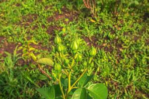 Group of rose buds on a green stem budding before blossoming in the garden. Closeup of delicate flowers growing on a wild bush with a bokeh background and copyspace photo