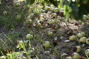 Rotten apples on the ground fallen from an apple tree in autumn. The ground is covered with fallen apples. photo