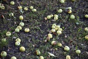 Rotten apples on the ground fallen from an apple tree in autumn. The ground is covered with fallen apples. photo