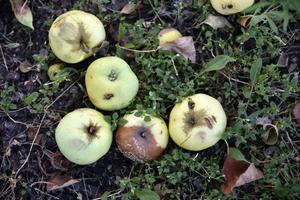 Rotten apples on the ground fallen from an apple tree in autumn. The ground is covered with fallen apples. photo