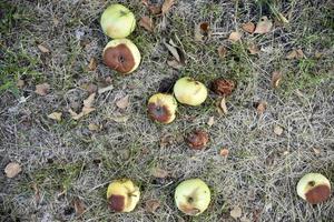 Rotten apples on the ground fallen from an apple tree in autumn. The ground is covered with fallen apples. photo