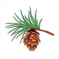 Pine cone with pine leaves, isolated on white background. Vector illustration. Botanical hand drawn vector illustration. Isolated xmas pinecone. Great for greeting cards, backgrounds, holiday decor