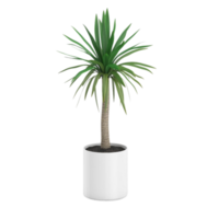 green tropical houseplant in a pot isolated on transparent background png