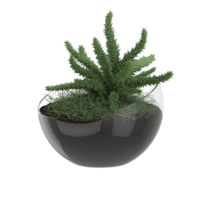 plante d'intérieur tropicale verte dans un pot isolé sur fond transparent png