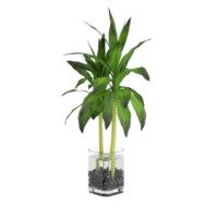 planta de interior tropical verde en una olla aislada sobre fondo transparente png