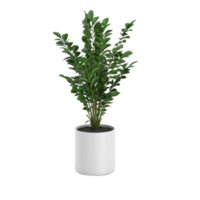 green tropical houseplant in a pot isolated on transparent background png