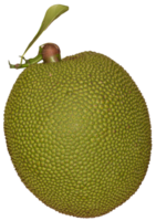 Fresh jackfruit isolate