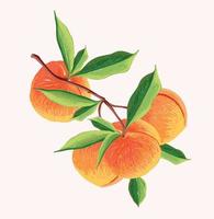 peach fruit in a branch. Botanical illustration of Peach. Half peach and leafs. vector