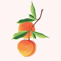 peach fruit in a branch. Botanical illustration of Peach. Half peach and leafs. vector