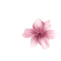 acquerello ciliegia fiori png