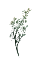 eukalyptus löv vattenfärg png