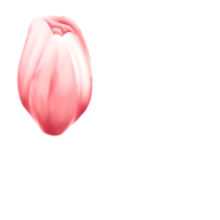 waterverf kers bloesems png