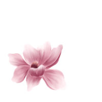 aquarelle de fleurs de cerisier png