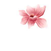 aquarelle de fleurs de cerisier png