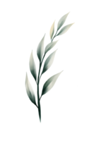 eukalyptus löv vattenfärg png