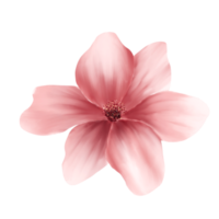 acquerello ciliegia fiori png