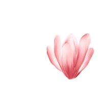 waterverf kers bloesems png