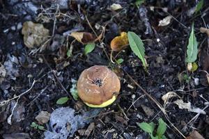 Rotten apples on the ground fallen from an apple tree in autumn. The ground is covered with fallen apples. photo