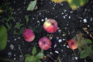 Rotten apples on the ground fallen from an apple tree in autumn. The ground is covered with fallen apples. photo