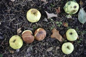 Rotten apples on the ground fallen from an apple tree in autumn. The ground is covered with fallen apples. photo