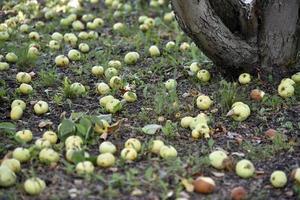 Rotten apples on the ground fallen from an apple tree in autumn. The ground is covered with fallen apples. photo