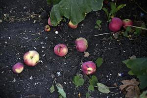 Rotten apples on the ground fallen from an apple tree in autumn. The ground is covered with fallen apples. photo