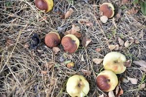 Rotten apples on the ground fallen from an apple tree in autumn. The ground is covered with fallen apples. photo