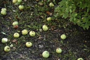 Rotten apples on the ground fallen from an apple tree in autumn. The ground is covered with fallen apples. photo