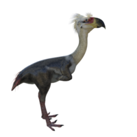 phorusrhacos 3d modell illustrationer png