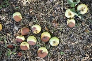 Rotten apples on the ground fallen from an apple tree in autumn. The ground is covered with fallen apples. photo