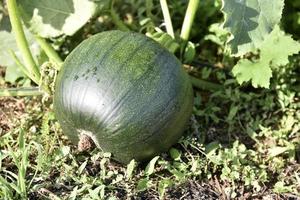 The fruit of a green pumpkin to the bushes in the summer garden. Pumpkin in green leaves in the rays of the sun. Beautiful pumpkin in summer. photo