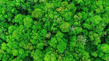 Aerial views of mangrove forests are abundant in southern Thailand. Tha Pom Khlong Song Nam, Krabi, Thailand. Beautiful natural landscape background. photo