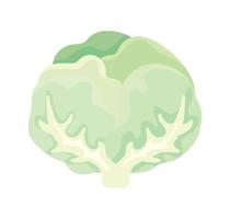 cabbage nature icon vector