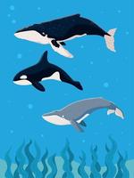underwater whales sea life vector