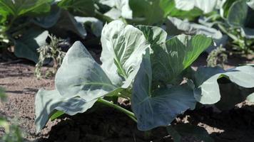 el agresor de repollo fresco blanco crece en las camas. fotografía de cerca. el repollo con hojas esparcidas madura en el jardín. cultivo de repollo. híbrido de repollo para uso fresco. video