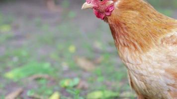 rosso galline nel il cortile siamo guardare per cibo. agricolo industria. allevamento polli. avvicinamento di un' rosso pollo nel natura. domestico uccelli su un' gratuito gamma azienda agricola. camminare nel il cortile. video