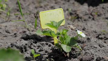 aardbeien in de lentetuin met een geel tuinlabel voor etikettering. biologische aardbeien met groene bladeren die in het veld groeien. aardbeienstruik op de plantage. video