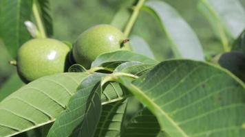 verde giovane Noci crescere su un' albero. varietà Kocherzhenko avvicinamento. il noce albero cresce in attesa per essere raccolto. verde le foglie sfondo. Noce frutta su un' albero ramo nel il giallo raggi di il sole. video