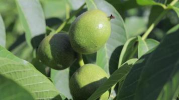 nozes jovens verdes crescem em uma árvore. variedade kocherzhenko close-up. a nogueira cresce esperando para ser colhida. fundo de folhas verdes. frutos de noz em um galho de árvore nos raios amarelos do sol. video