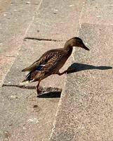 Close-up of a Mallard or Wild Duck. photo