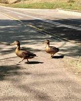 primer plano de un ánade real o pato salvaje. foto