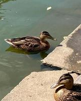 primer plano de un ánade real o pato salvaje. foto